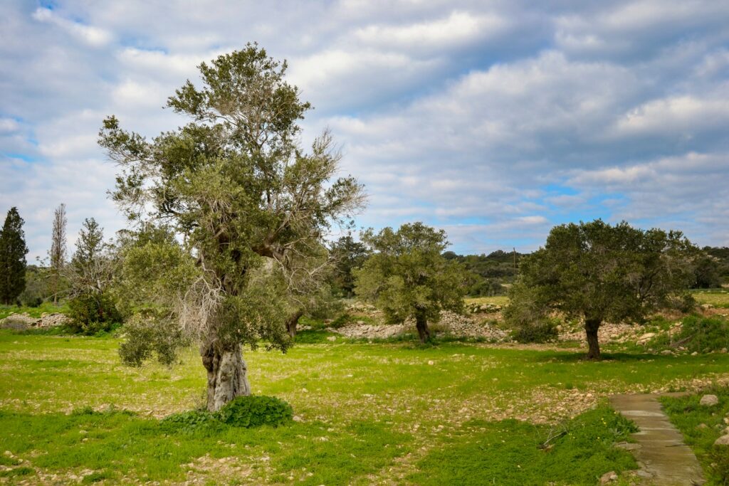 a tree in the middle of a grassy field