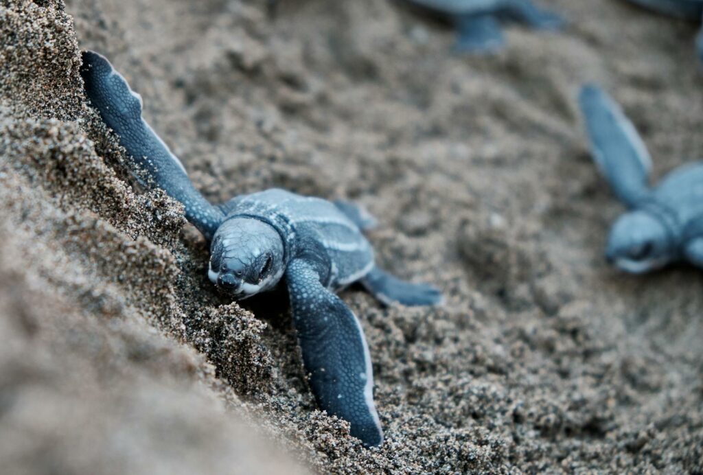 A baby sea turtle hatchling makes its way across sandy beaches in Puerto Rico.