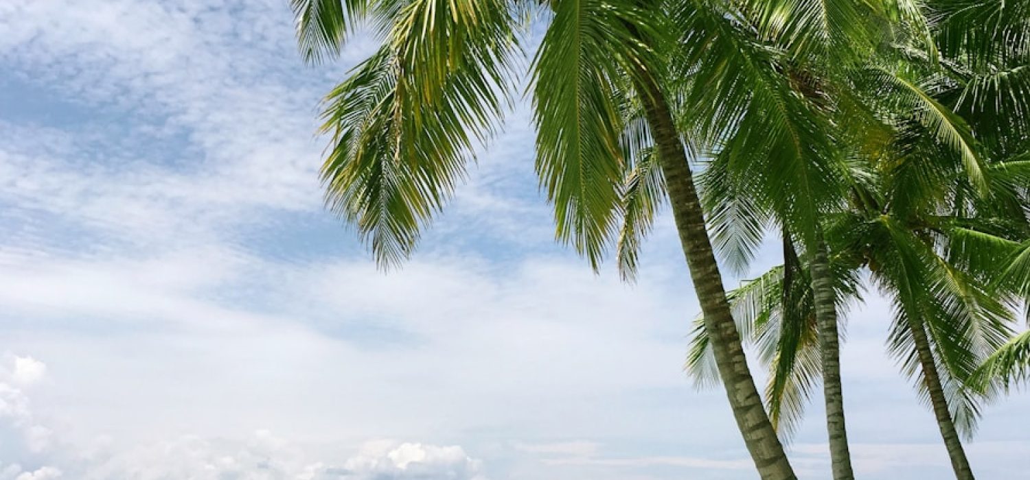 palm tree near seashore